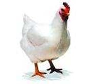 Ayam Broiler Hidup
