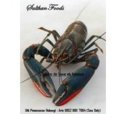 Lobster Air Tawar ( Red Claw) Murah & Berkualitas