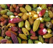Biji Kakao / Cocoa beans
