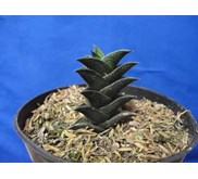 fiscossa