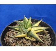 limifolia
