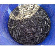 live / fresh catfish