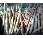 Akar Pasak Bumi ( Eurycoma Longifolia)