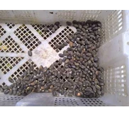 Beli : biji jarak pagar ( hitam )