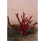 Karang merah red coral pohon