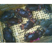 Kepiting Kelapa