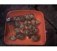 keong macan