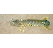 udang Lipan
