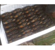 Live crabs