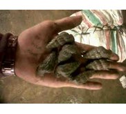 Siput Doceng
