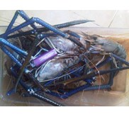 Udang galah