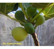 Tin/ Ara varietas Yellow of Arabia