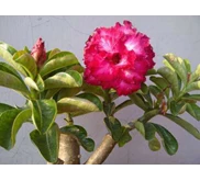 QUATRO RED ROSE