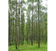 Eucalyptus Pellita