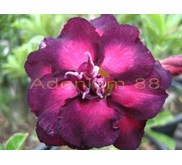 V-3 Triple Violet
