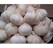 bawang putih
