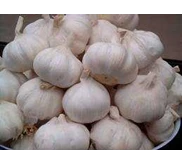 bawang putih