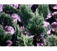 TANAMAN CEMARA KIPAS ~ Thuja orientalis L. ~ Manfaat= Tanaman Hias Peneduh ~ Jual bibit= Tanaman Cemara Kipas/ pot * * SMS= + 62858-7638-9979 * * SMS= + 6281-32622-0589 * * SMS= + 6281-901-389-117 * * Email= Nurida479@ rocketmail.com