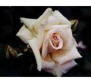 MAWAR PUTIH~ Bunga Mawar Merah ( Red rose) Mawar Putih ( White Rose ) Mawar Kuning ( Yellow Rose) Mawar Pink ( Pink Rose ) * JUAL MAWAR MERAH = 10pot * SMS= + 6285876389979 * SMS= + 6281326220589 * SMS= + 6281901389117 * Email= Nurida479@ rocketmail.com
