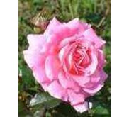 MAWAR PINK~ Bunga Mawar Merah ( Red rose) Mawar Putih ( White Rose ) Mawar Kuning ( Yellow Rose) Mawar Pink ( Pink Rose ) * JUAL MAWAR MERAH = 10pot * SMS= + 6285876389979 * SMS= + 6281326220589 * SMS= + 6281901389117 * Email= Nurida479@ rocketmail.com