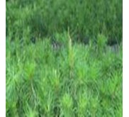 Bibit Pinus