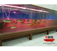 Ikan Arwana Super Red