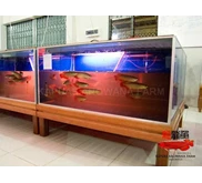 Ikan Arwana Super Red