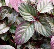 SAMBANG GETIH ~ Hemigraphis colorata Hall.f. ~ Hemigraphis alternata( Burm.f.) T.Anders, Ruellia colorata BI. * * SMS= + 62858-7638-9979 * * SMS= + 6281-32622-0589 * * SMS= + 6281-901-389-117 * * Nurida479@ rocketmail.com