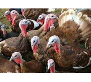 pelatihan budidaya ayam kalkun modal kecil