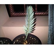 Encephalartos Eugene Maraisii 3 cm ( TERJUAL)