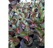 Aglaonema Hyibrid Lokal - Adelia