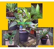 Anthurium Jenmani Tanduk