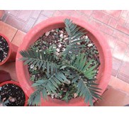 Encephalartos lehmanii 3 cm ( TERJUAL)