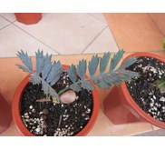 Encephalartos Horridus seedling grade A ( Kode A2) juli 2013 ( TERJUAL)