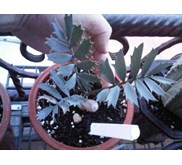 Encephalartos Horridus seedling grade A ( Kode A1) juli 2013