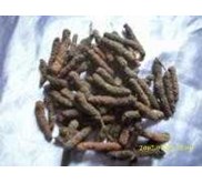 JAVA LONG PEPPER ~ Piper retrofractum Vahl. ~ Indonesian Cabe jawa, lada panjang, cabean, Jamu Cabe Puyang..~ Jamu Cabe Puyang ~ Long Pepper * * SMS= + 6281326220589 * * SMS= + 6281901389117
