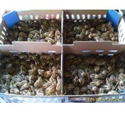 Bibit Puyuh DOQ dan Karkas Puyuh