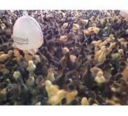 DOD Bebek Peking, Bebek HIbrida, Bebek Lokal