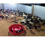 DOC Ayam Kampung Super, Ayam kampung Lokal, Ayam arab