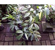 Aren Variegata