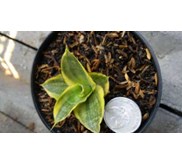 sansevieria cordova variegated
