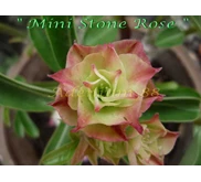 Mini Stone Rose