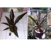Anthurium Black Dragon