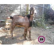 kambing Grade B harga 1.625.000 s.d 2.000.000