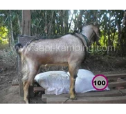 kambing Grade C harga 2.000.000 s.d 3.000.000