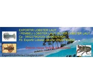 Exportir, Pembeli, Harga Lobster air Laut Jakarta Hub 085227902020