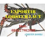 Pembeli jual beli harga budidaya lobster air laut Banten Cilegon Hub 085227902020