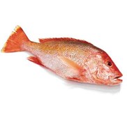 Kakap Merah