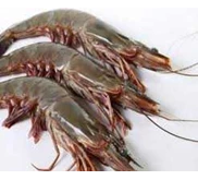 Membeli Udang Pancet / Tiger / Bago