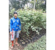 Bibit Eucalyptus deglupta / Rainbow tree